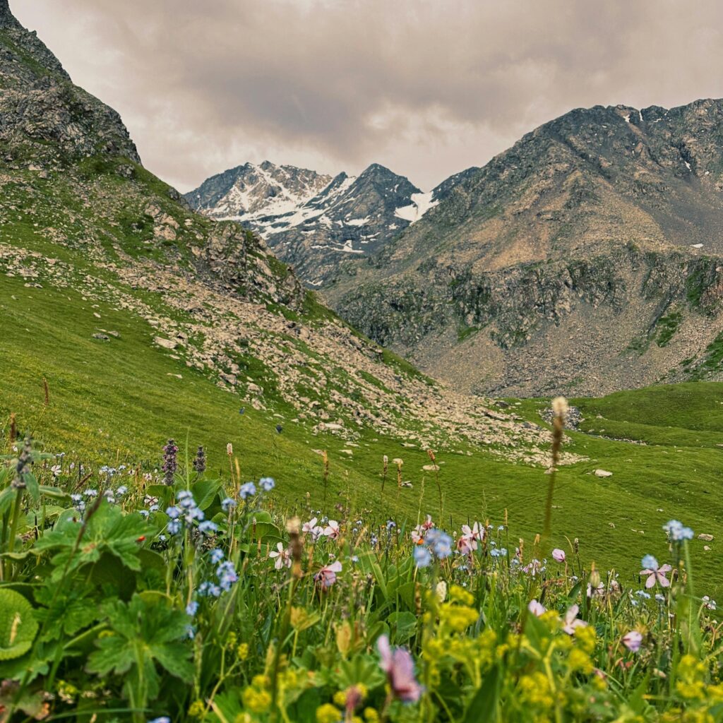 pexels-1093389518-27327758 flowers on a hill.